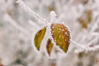 Bahçedeki donmuş renkli yapraklar, doğal kış arka planı, seçici odaklı makro görüntü.