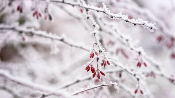 Frozen Barberry Branch Red Berries Growing Garden Natural Winter Background — Stock Photo, Image