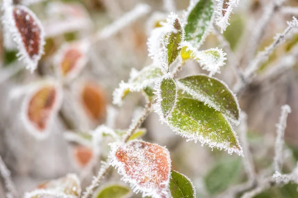 Frozen Colorful Leaves Garden Natural Winter Background Macro Image Selective — Stock Photo, Image