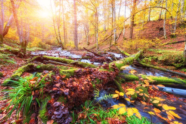 日当たりの良いカラフルな森林や渓流と素晴らしい秋の風景 壁紙やカバーに適した自然旅行の背景 — ストック写真