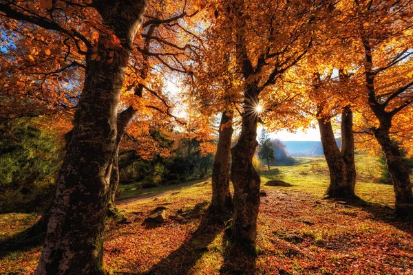Amazing Autumn Landscape Sunny Colorful Forest Golden Colored Autumnal Trees — Stock Photo, Image
