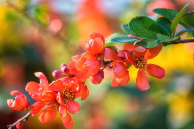 Doğal çiçekli arka plan, bahar güneşli bahçesinde Chaenomeles kırmızı çiçeklerinin çiçek açması. Duvar kağıdı, kapağı veya tebrik kartı için uygun kopyalama alanı olan makro resim