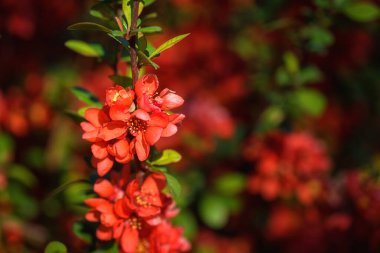 Doğal çiçekli arka plan, bahar güneşli bahçesinde Chaenomeles kırmızı çiçeklerinin çiçek açması. Duvar kağıdı, kapağı veya tebrik kartı için uygun kopyalama alanı olan makro resim