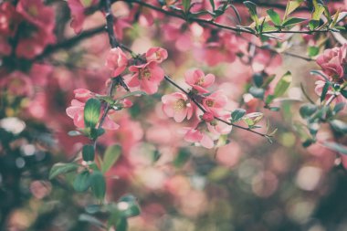 Doğal çiçekli arka plan, bahar bahçesinde kırmızı Chaenomeles çiçeklerinin çiçek açması. Duvar kağıdı, kapağı veya tebrik kartı için uygun kopya alanı olan makro vintage resim