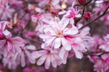 Doğal çiçek arkaplanı, bahar bahçesinde güzel pembe çiçekleri olan nadir bulunan manolya stellata çiçekleri. Duvar kağıdı, kapağı veya tebrik kartı için uygun kopyalama alanı olan makro resim