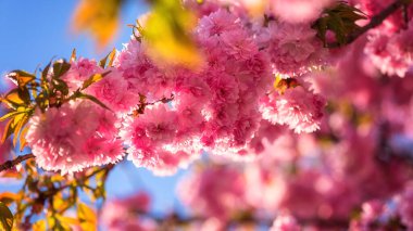 Baharın güneşli bahçesinde güzel pembe çiçeklerle sakura (Japon kirazı) çiçeklenir. Duvar kağıdı, kapağı veya tebrik kartı için uygun kopyalama alanı olan makro resim