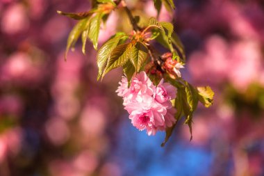 Baharın güneşli bahçesinde güzel pembe çiçeklerle sakura (Japon kirazı) çiçeklenir. Duvar kağıdı, kapağı veya tebrik kartı için uygun kopyalama alanı olan makro resim