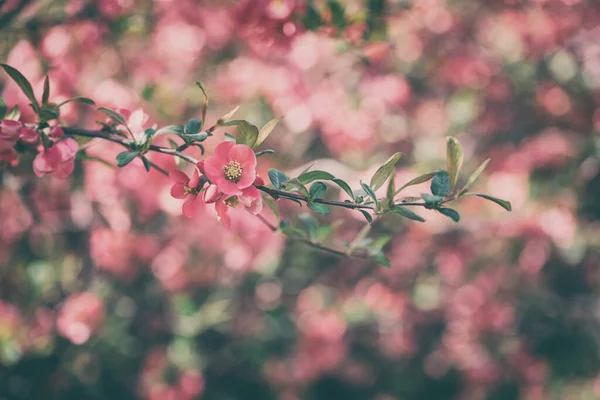 자연적 꽃들의 정원에 홍채의 꽃들이 피어나는 마크로 빈티지 이미지 카드에 — 스톡 사진