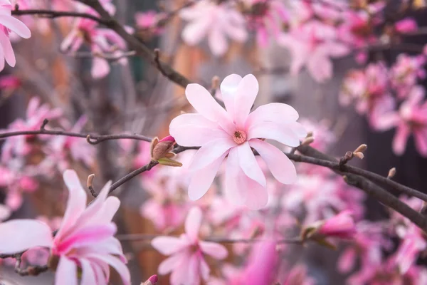 Натуральный Цветочный Фон Цветение Редких Звездчатых Магнолий Красивыми Розовыми Цветами — стоковое фото