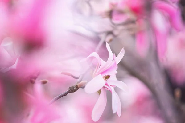 Naturalne Tło Kwiatowe Kwitnienie Rzadkiej Magnolii Stellata Pięknymi Różowymi Kwiatami — Zdjęcie stockowe