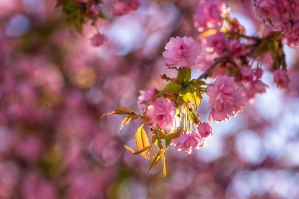 Naturalne Tło Kwiatowe Kwitnące Sakura Japońska Wiśnia Pięknymi Różowymi Kwiatami — Zdjęcie stockowe