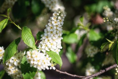 Doğal çiçek arkaplanı, bahar güneşli bahçesinde çiçek açan kiraz ağacı (Prunus padus) beyaz çiçekler. Duvar kağıdı veya kapağı için uygun kopyalama alanı olan makro resim
