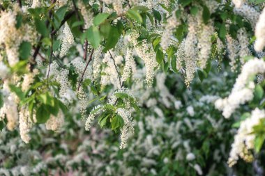 Doğal çiçek arkaplanı, bahar güneşli bahçesinde çiçek açan kiraz ağacı (Prunus padus) beyaz çiçekler. Duvar kağıdı veya kapağı için uygun kopyalama alanı olan makro resim