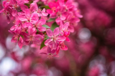 Doğal çiçek arkaplanı, bahar bahçesinde çiçek açan dekoratif elma ağacı pembe çiçekleri. Duvar kağıdı, kapağı veya tebrik kartı için uygun kopyalama alanı olan makro resim