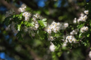 Hawthorn veya Crataegus monogyna çiçeklerinin çiçek açması ilkbahar güneşli bahçesinde güzel beyaz çiçekler. Duvar kağıdı, kapağı veya tebrik kartı için makro resim uygun