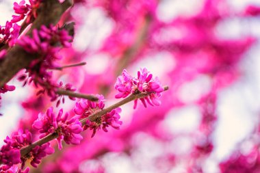 Doğal çiçek arkaplanı, çiçek açan Cersis silikastrum ya da mor (mor ya da pembe) çiçekli Judas ağacı.