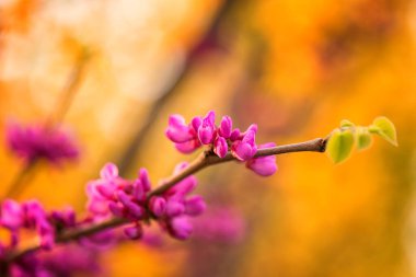 Doğal çiçek arkaplanı, çiçek açan Cersis silikastrum ya da mor (mor ya da pembe) çiçekli Judas ağacı.