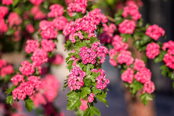 Naturalne Tło Kwiatowe Kwitnienie Double Różowy Hawthorn Lub Crataegus Laevigata — Zdjęcie stockowe