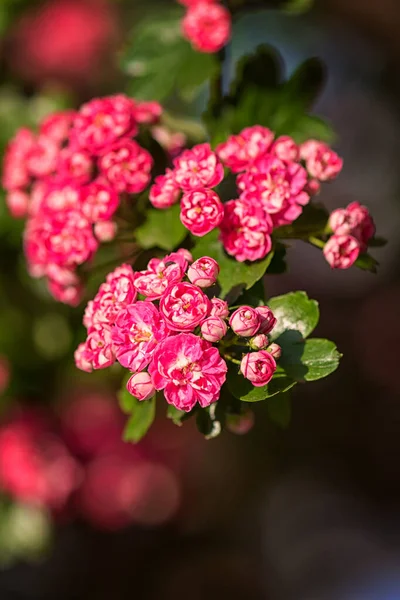 Natural Floral Background Blossoming Double Pink Hawthorn Crataegus Laevigata Beautiful — Stock Photo, Image