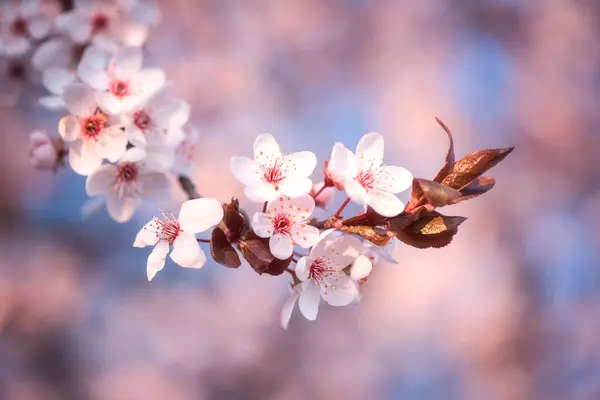 Natural Floral Background Blossoming Decorative Japanese Cherry Pink Flowers Spring — Stock Photo, Image
