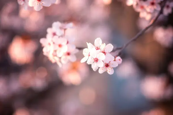 Fondo Floral Natural Florecimiento Flores Decorativas Japonesas Color Rosa Cerezo —  Fotos de Stock