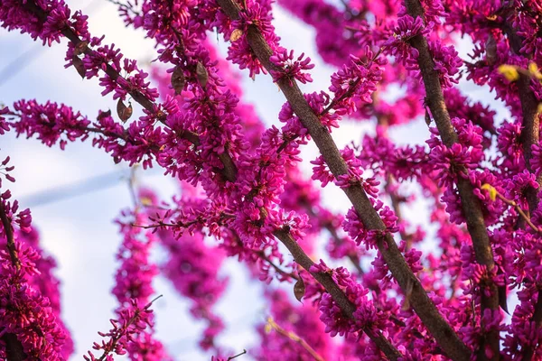 Naturalne Tło Kwiatowe Kwitnące Cersis Siliquastrum Lub Drzewo Judasza Fioletowymi — Zdjęcie stockowe