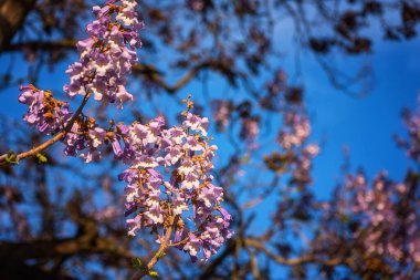 Çiçek açan Paulownia tomentosa güzel mor çiçeklerle ilkbaharda güneşli bahçede mavi gökyüzü arka planında, çiçek açan bal tarımı bitkisi
