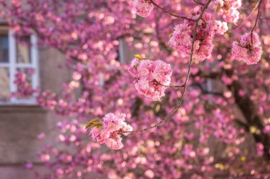 Baharda güzel pembe sakura çiçekleri (Japon kirazı) bir evin arka planında, şehrin ilkbaharında