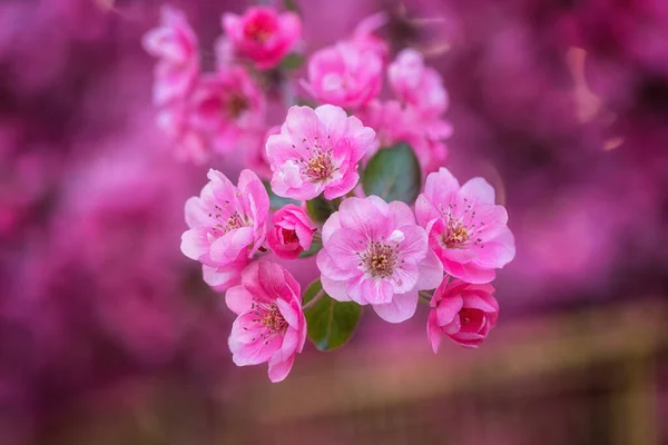 Natural Floral Background Blossoming Decorative Apple Tree Beautiful Pink Flowers — Stock Photo, Image