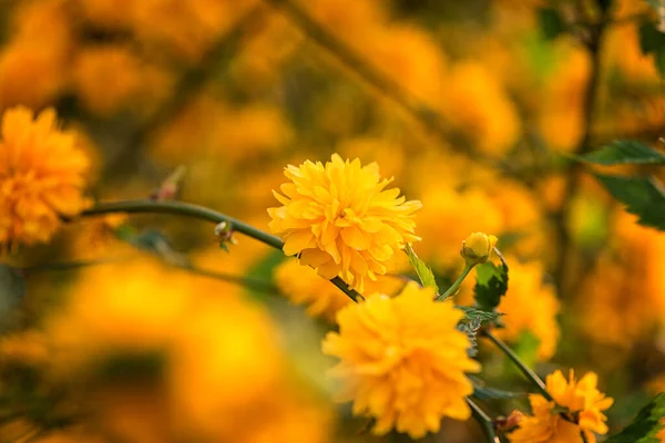 Naturalne Tło Kwiatowe Kwitnienie Dekoracyjne Japońskie Kerria Frotte Żółte Kwiaty — Zdjęcie stockowe