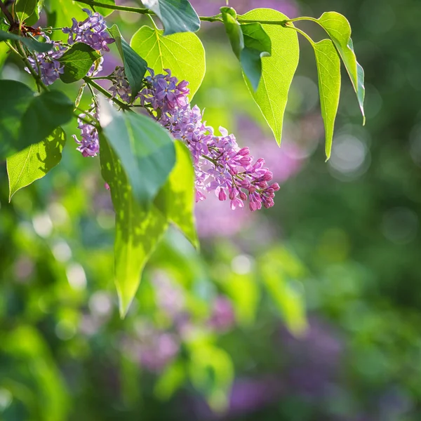 Naturalne Tło Kwiatowe Kwitnienie Lilii Pięknymi Fioletowymi Kwiatami Wiosennym Ogrodzie — Zdjęcie stockowe