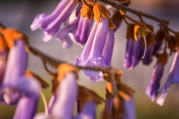 Kwitnąca Paulownia Tomentosa Pięknymi Fioletowymi Kwiatami Wiosennym Słonecznym Ogrodzie Kwitnąca — Zdjęcie stockowe