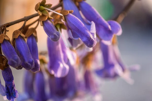 Kwitnąca Paulownia Tomentosa Pięknymi Fioletowymi Kwiatami Wiosennym Słonecznym Ogrodzie Kwitnąca — Zdjęcie stockowe