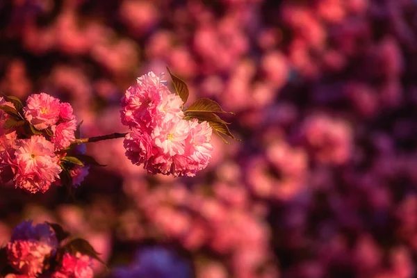 Fondo Floral Natural Florecimiento Sakura Cerezo Japonés Con Hermosas Flores — Foto de Stock