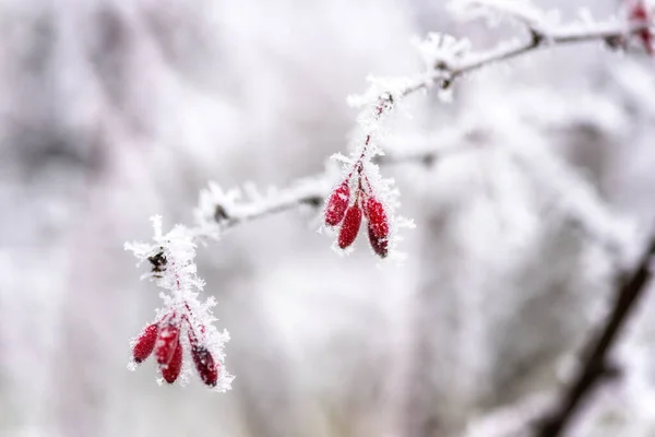 Natural Winter Background Frozen Barberry Branch Red Berries Growing Garden — Stock Photo, Image