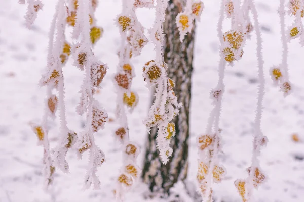 Natural Winter Background Frozen Beautiful Yellow Leaves Birch Tree Beauty — Stock Photo, Image