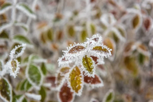 Natural Winter Background Frozen Colorful Leaves Garden Macro Image Selective — Stock Photo, Image