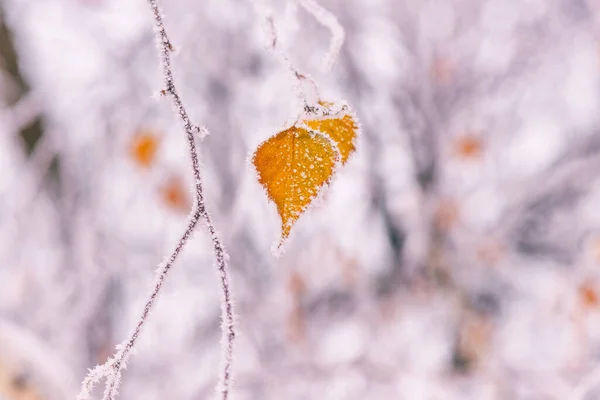 Natural Winter Background Frozen Beautiful Yellow Leaves Birch Tree Beauty — Stock Photo, Image