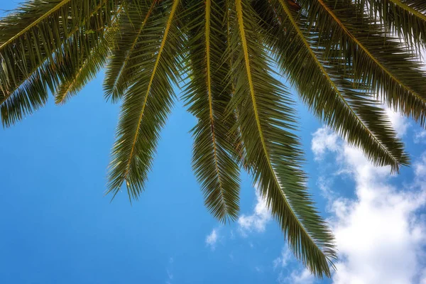 Palmengrüne Blätter Vor Blauem Himmel Sonniger Tropischer Hintergrund Sommerurlaub Und — Stockfoto