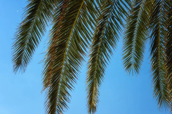 Palmengrüne Blätter Vor Blauem Himmel Sonniger Tropischer Hintergrund Sommerurlaub Und — Stockfoto