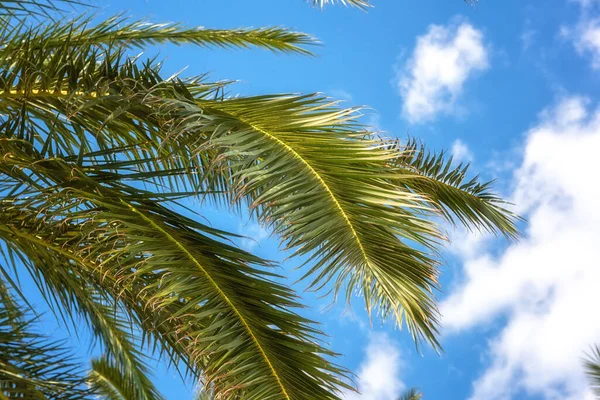 Palmengrüne Blätter Vor Blauem Himmel Sonniger Tropischer Hintergrund Sommerurlaub Und — Stockfoto