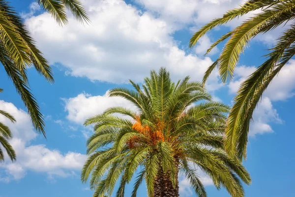 Palme Vor Blauem Himmel Sonniger Reisehintergrund Sommerurlaub Und Relax Konzept — Stockfoto