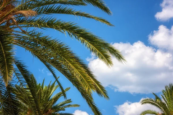 Palm tree green leaves against blue sky, sunny travel tropical background, summer holidays and relax concept