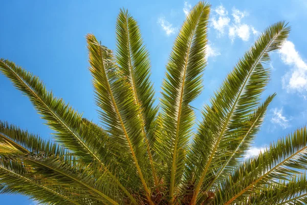 Palmengrüne Blätter Vor Blauem Himmel Sonniger Tropischer Hintergrund Sommerurlaub Und — Stockfoto