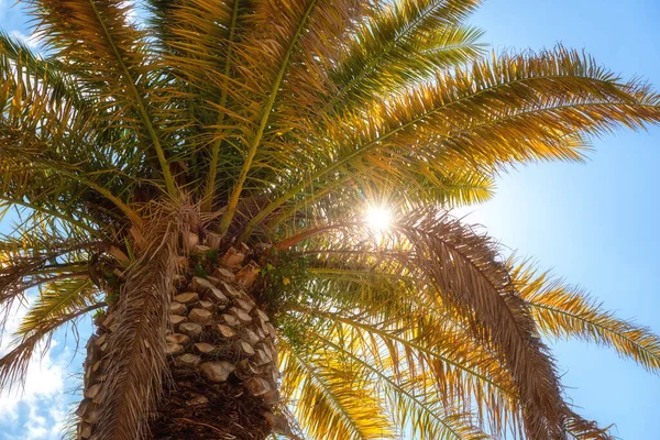 Palme Vor Blauem Himmel Und Sonne Sonniger Tropischer Hintergrund Sommerurlaub — Stockfoto