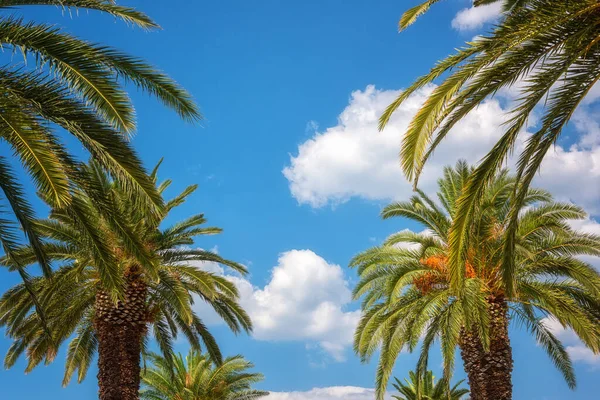 Palme Vor Blauem Himmel Sonniger Reisehintergrund Sommerurlaub Und Relax Konzept — Stockfoto