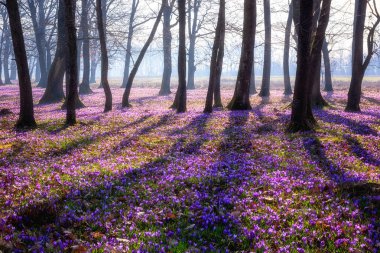 Şaşırtıcı doğa manzarası, güneşli çiçek açan meşe ormanı. Avrupa 'da ilkbaharın başlarında, yabani mor timsah ya da safran çiçeklerinden oluşan bir halı.
