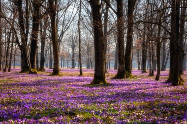 Şaşırtıcı doğa manzarası, güneşli çiçek açan meşe ormanı. Avrupa 'da ilkbaharın başlarında, yabani mor timsah ya da safran çiçeklerinden oluşan bir halı.