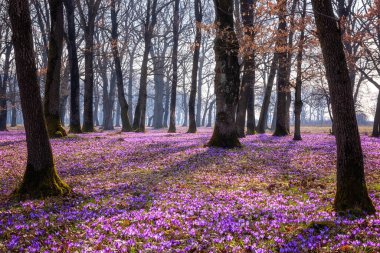 Şaşırtıcı doğa manzarası, güneşli çiçek açan meşe ormanı. Avrupa 'da ilkbaharın başlarında, yabani mor timsah ya da safran çiçeklerinden oluşan bir halı.