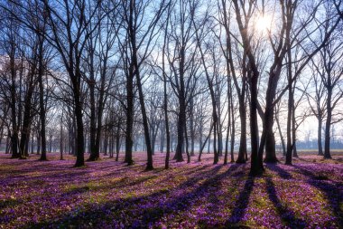Şaşırtıcı doğa manzarası, güneşli çiçek açan meşe ormanı. Avrupa 'da ilkbaharın başlarında, yabani mor timsah ya da safran çiçeklerinden oluşan bir halı.
